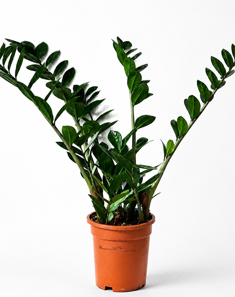 Zamija – Zamioculcas