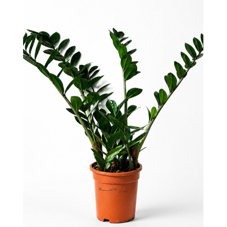 Zamija – Zamioculcas