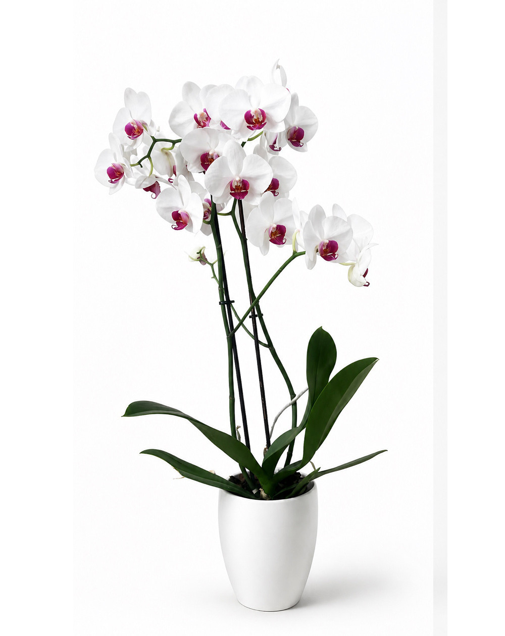 Bela Orhideja Phalaenopsis