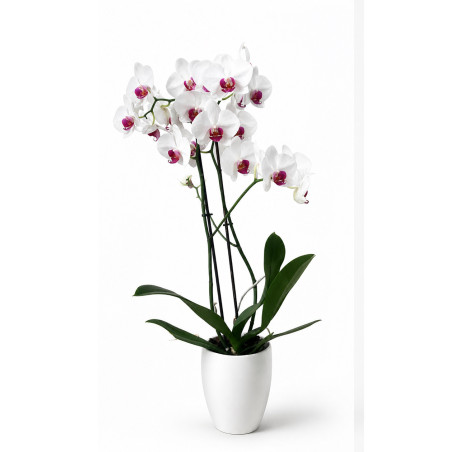 Bela Orhideja Phalaenopsis